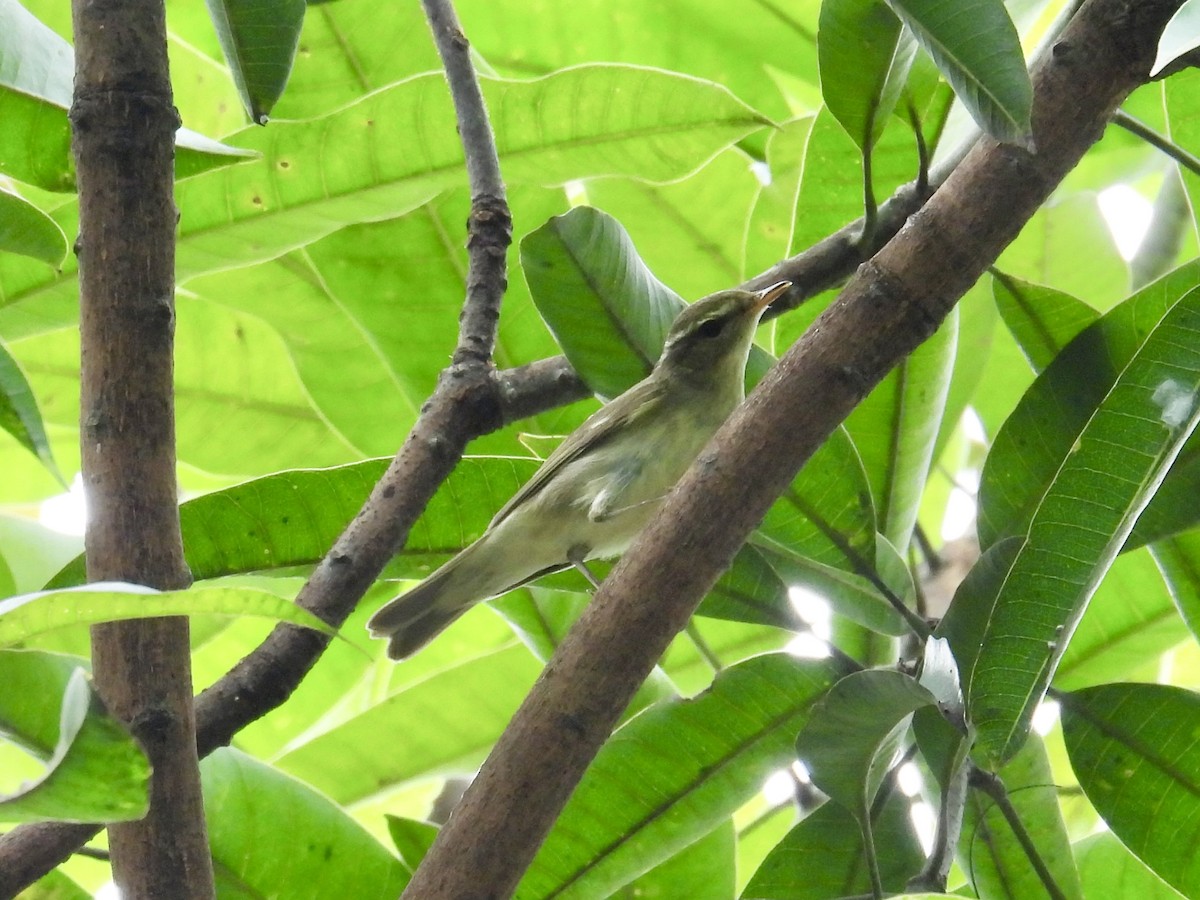 Arctic Warbler - ML647216545