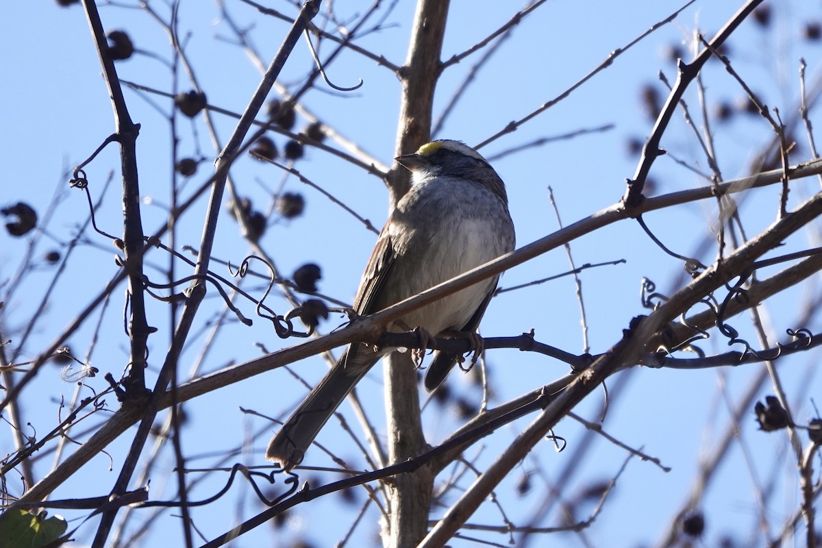 White-throated Sparrow - ML647216546