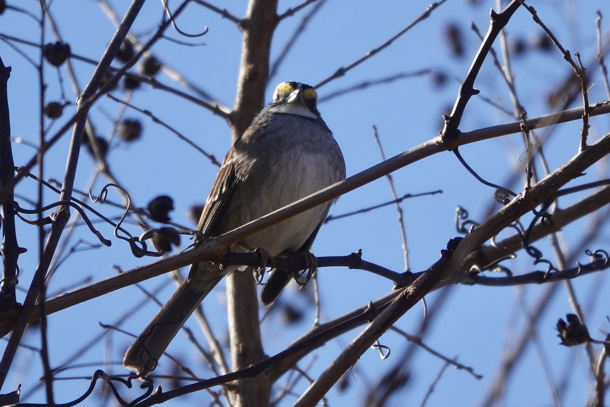White-throated Sparrow - ML647216547