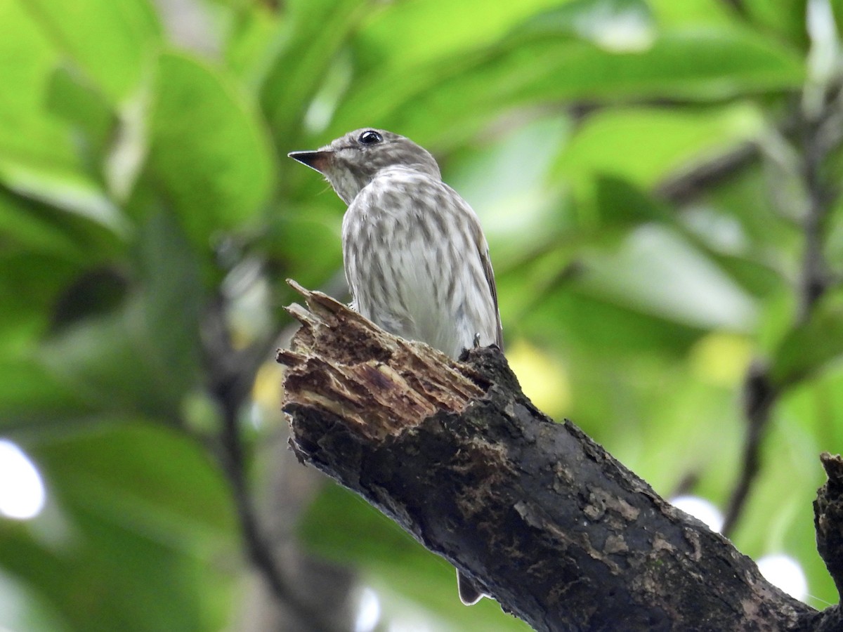 Gray-streaked Flycatcher - ML647216548