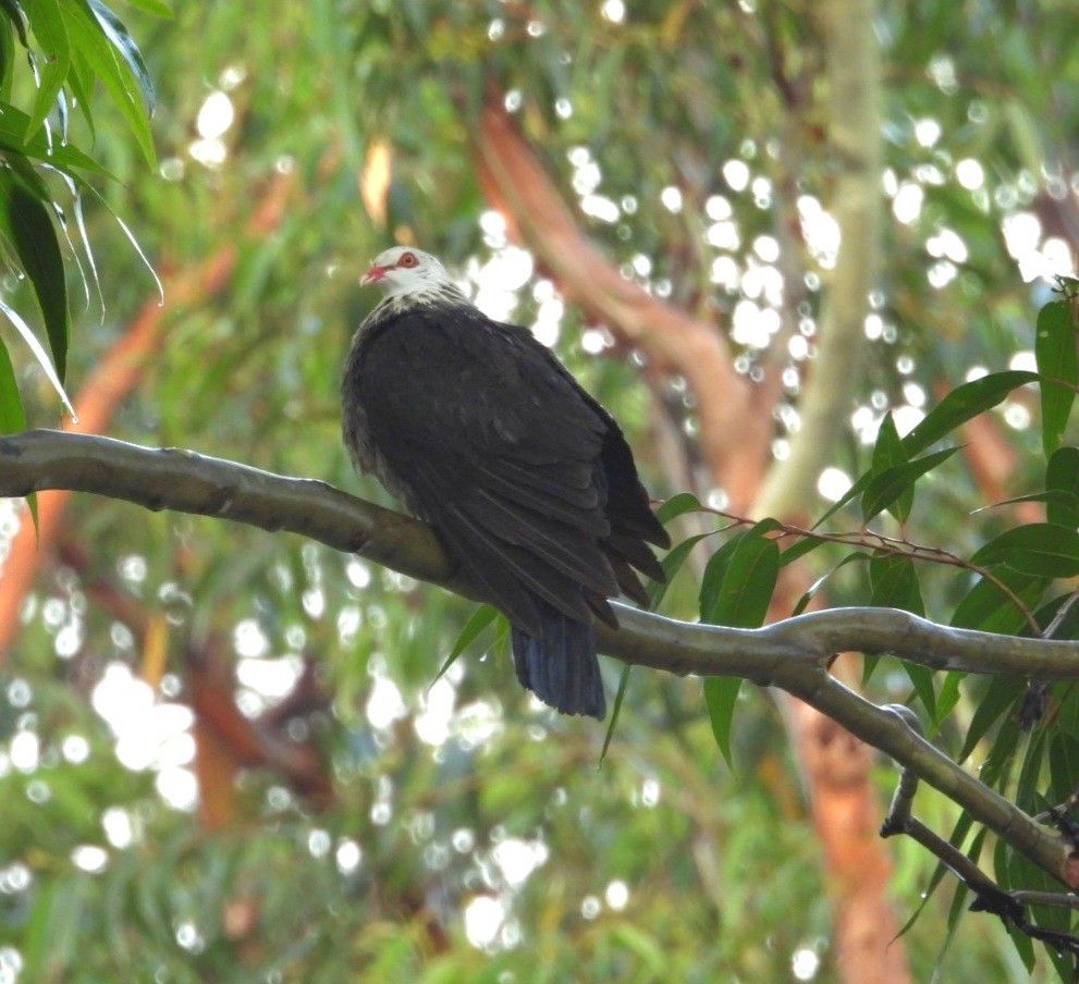 White-headed Pigeon - ML647216549