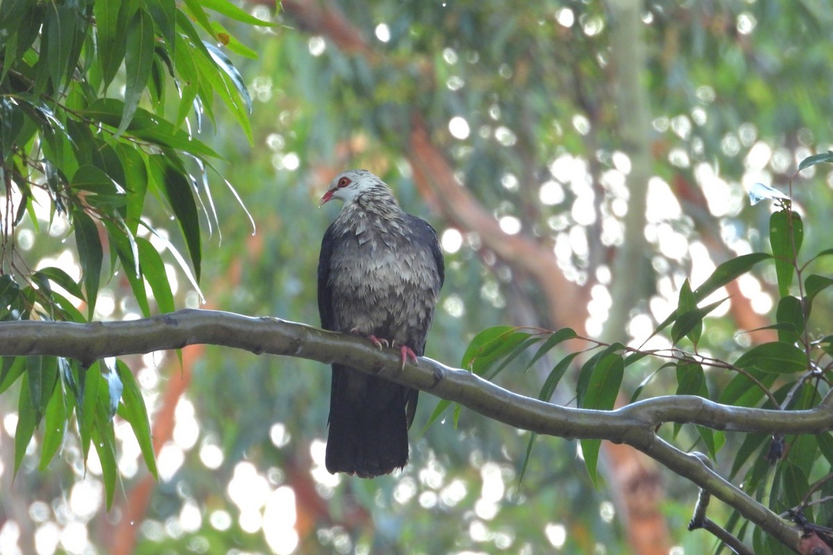 White-headed Pigeon - ML647216550