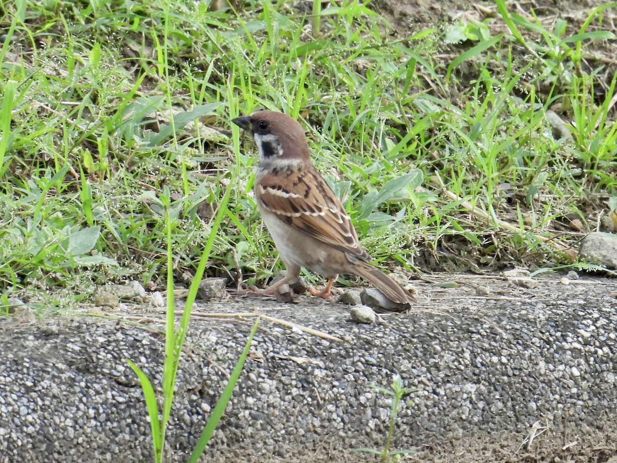 Eurasian Tree Sparrow - ML647216551