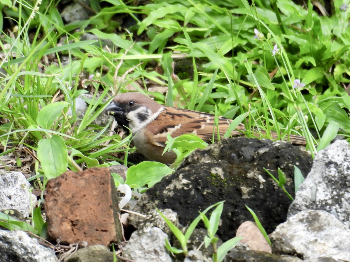 Eurasian Tree Sparrow - ML647216552