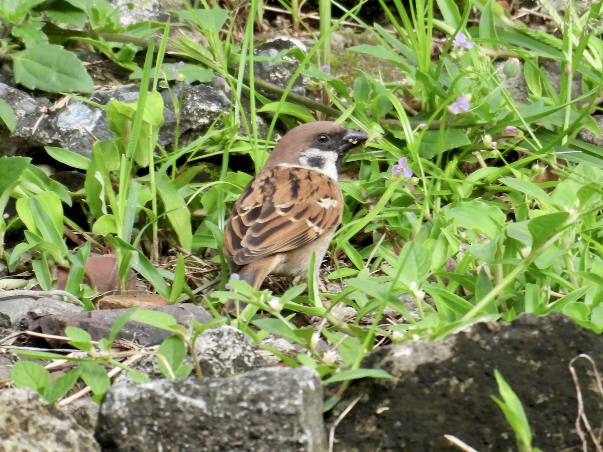 Eurasian Tree Sparrow - ML647216553