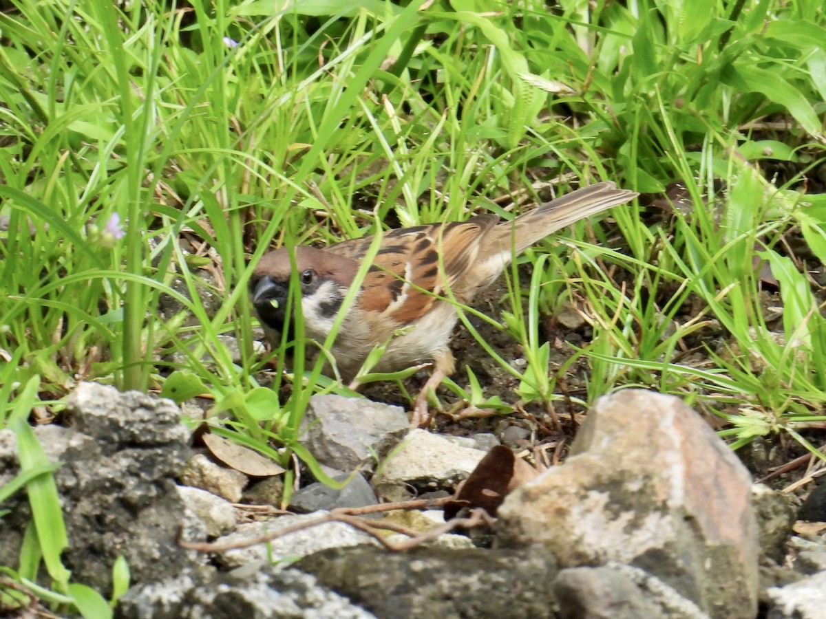 Eurasian Tree Sparrow - ML647216554