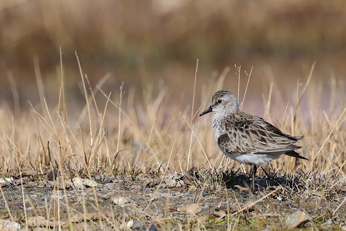 Semipalmated Sandpiper - ML647216556