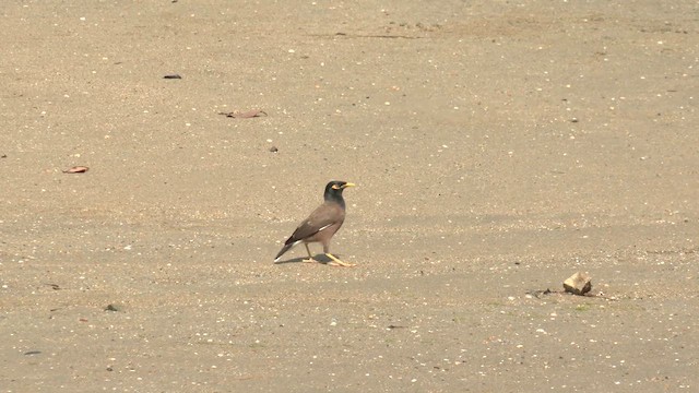 Miná Común - ML647216557