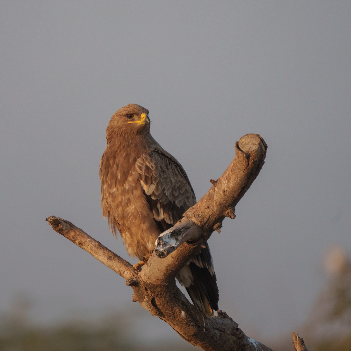 Steppe Eagle - ML647216567