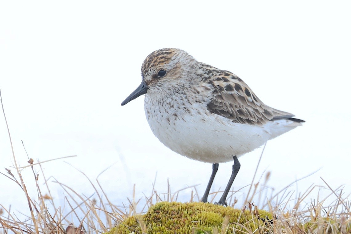 Semipalmated Sandpiper - ML647216573