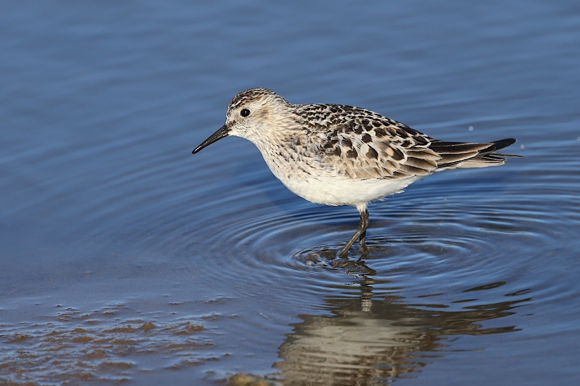 Semipalmated Sandpiper - ML647216574