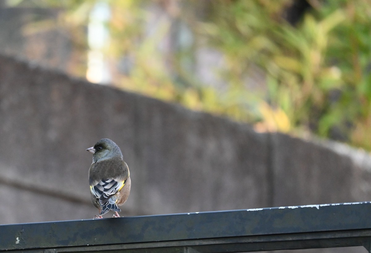 Oriental Greenfinch - ML647216576