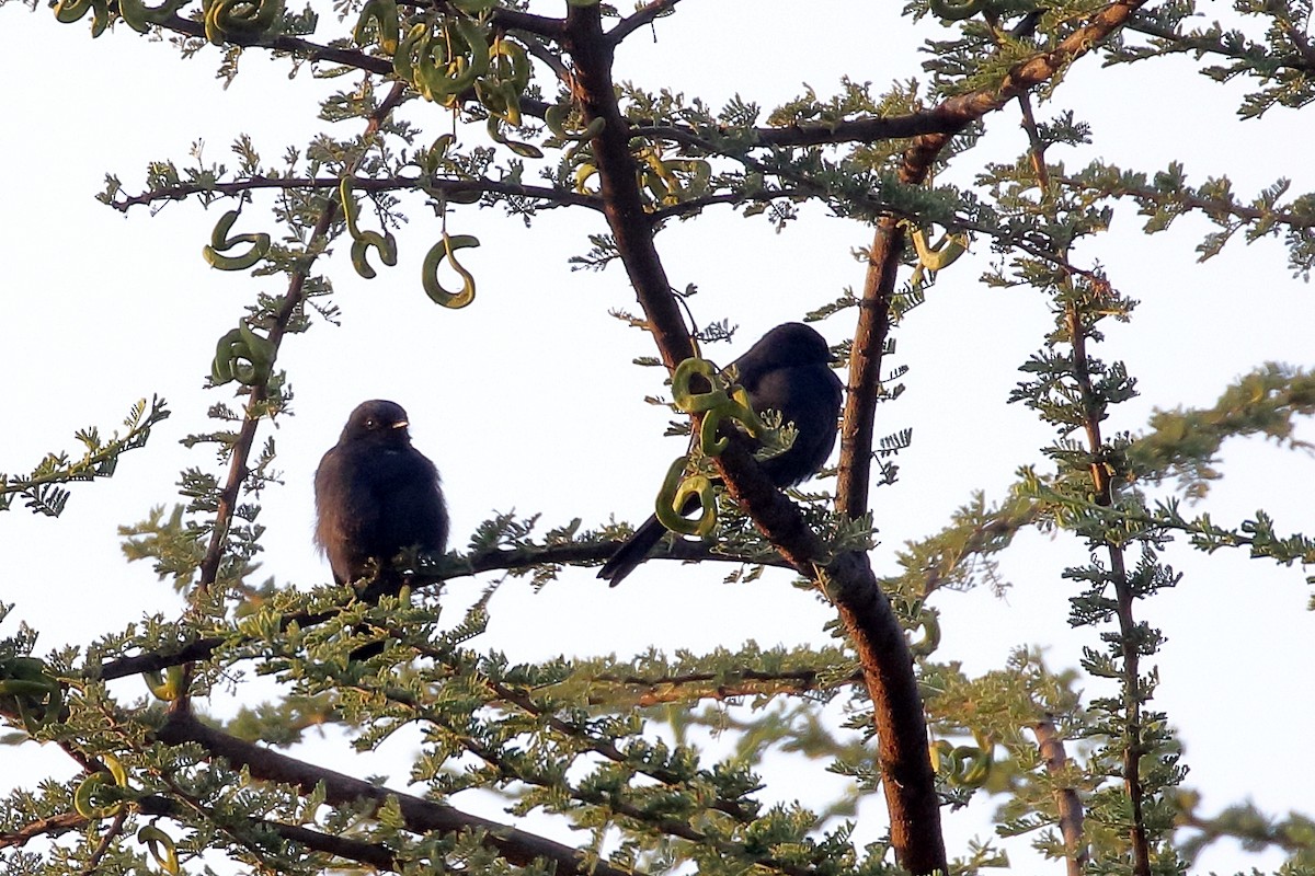 Northern Black-Flycatcher - ML647216579