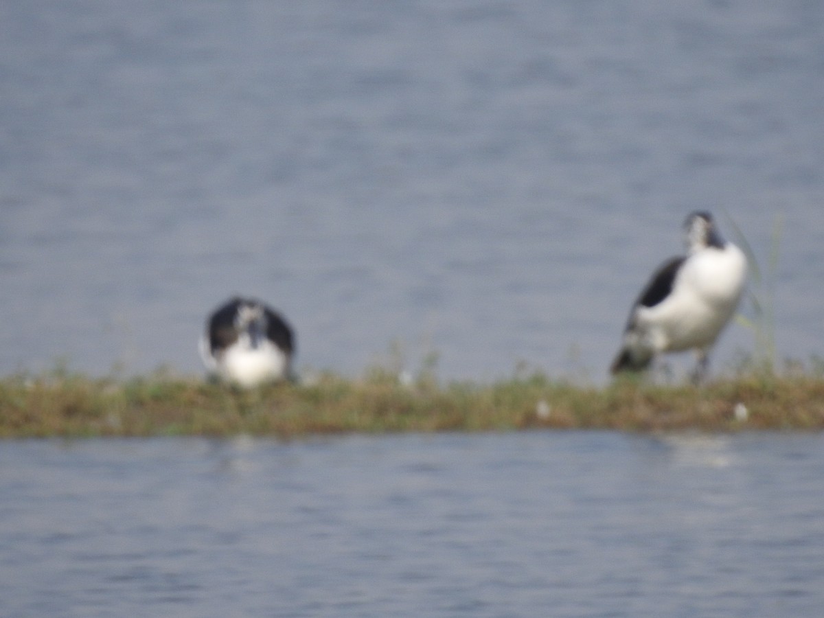 Knob-billed Duck - ML647216580
