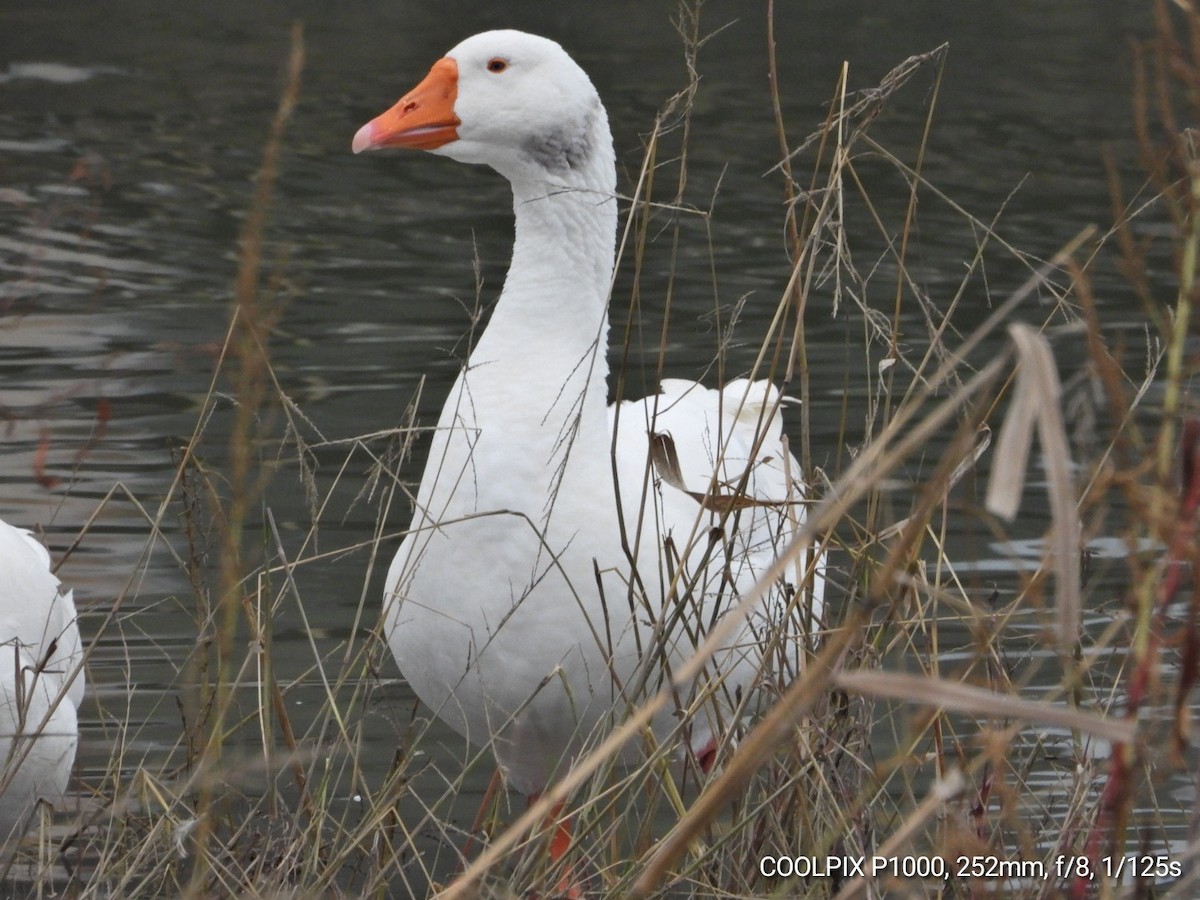 Graylag Goose (Domestic type) - ML647216581