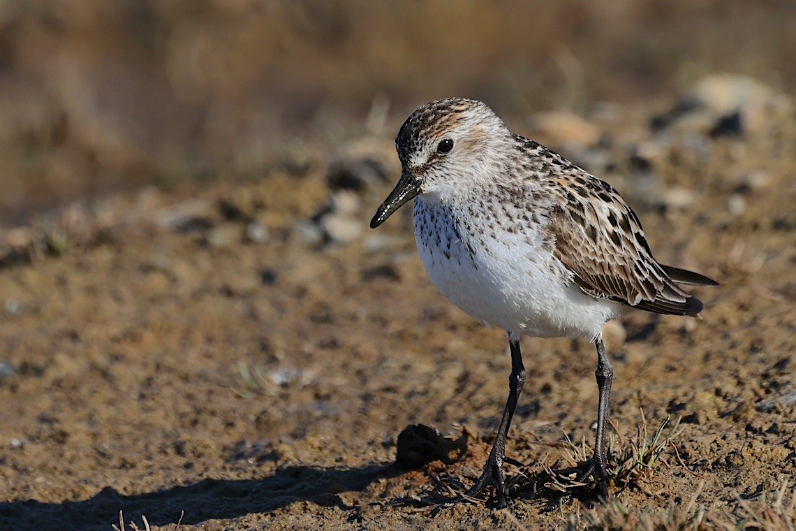 Semipalmated Sandpiper - ML647216588