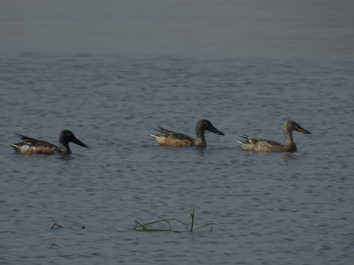 Northern Shoveler - ML647216589