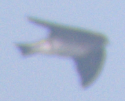 Streak-throated Swallow - ML647216590