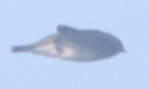 Streak-throated Swallow - ML647216591