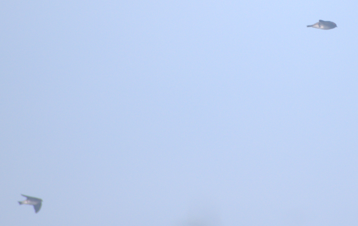 Streak-throated Swallow - ML647216592