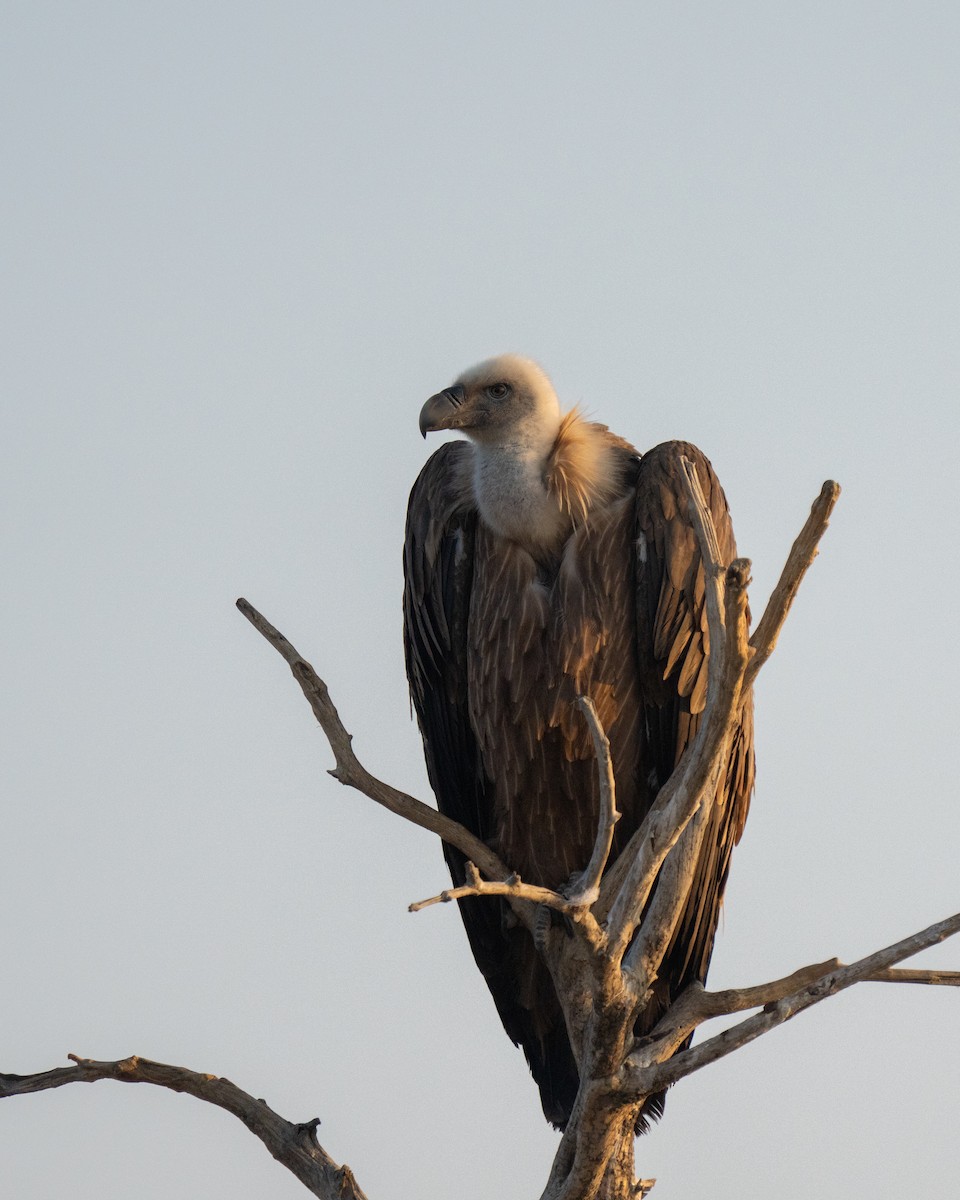 Eurasian Griffon - ML647216595