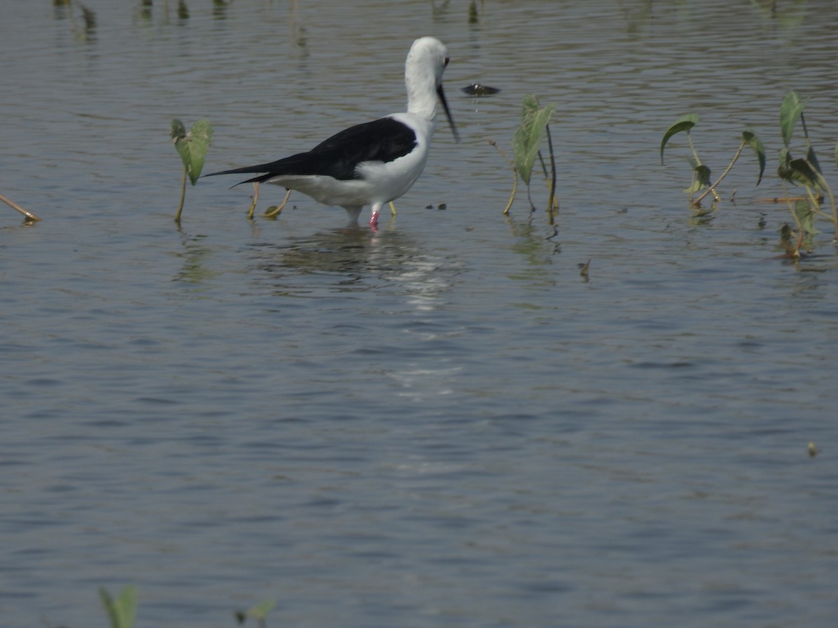 Black-winged Stilt - ML647216597