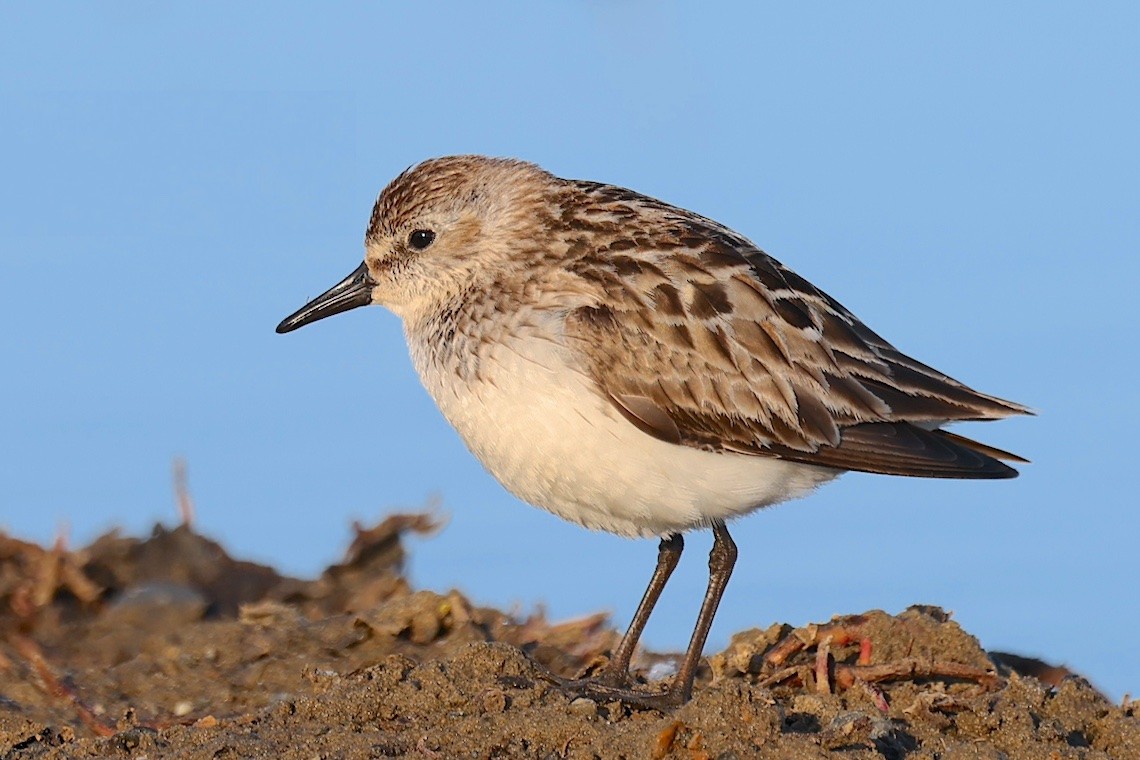 Semipalmated Sandpiper - ML647216600