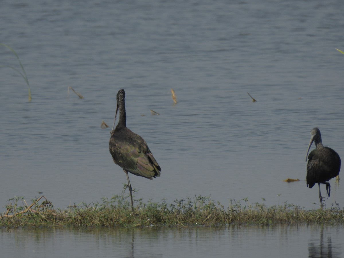 Glossy Ibis - ML647216611