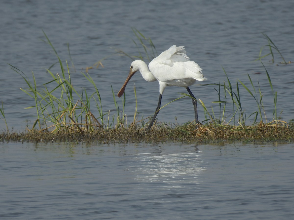 Eurasian Spoonbill - ML647216612