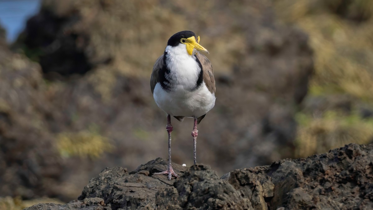 čejka australská - ML647216613