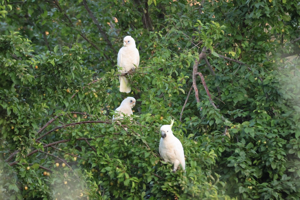 Sulphur-crested Cockatoo - ML647216614