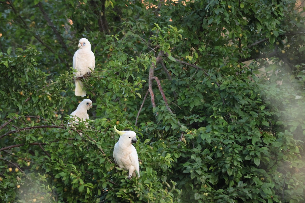 Sulphur-crested Cockatoo - ML647216615