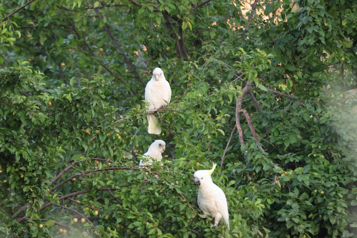 Sulphur-crested Cockatoo - ML647216616