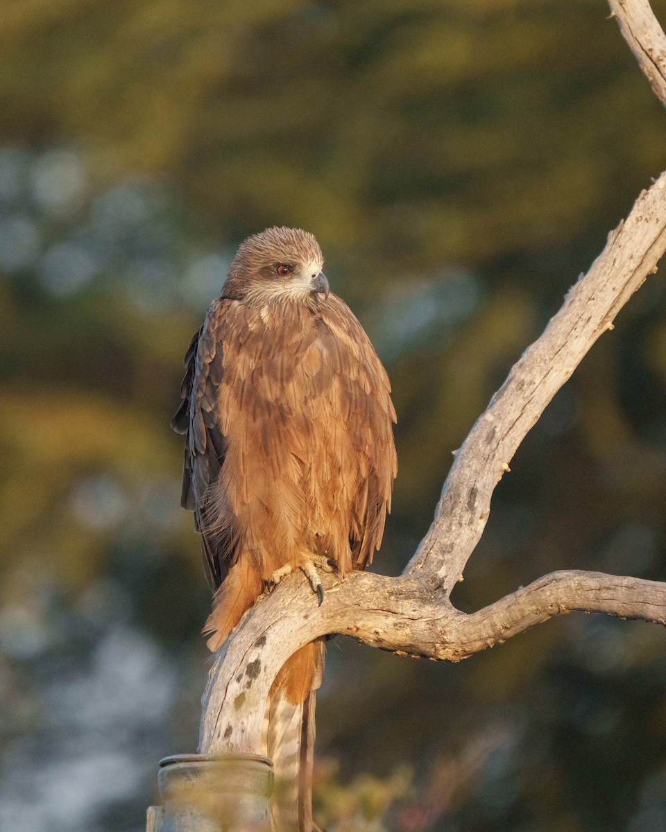 Black Kite - ML647216618