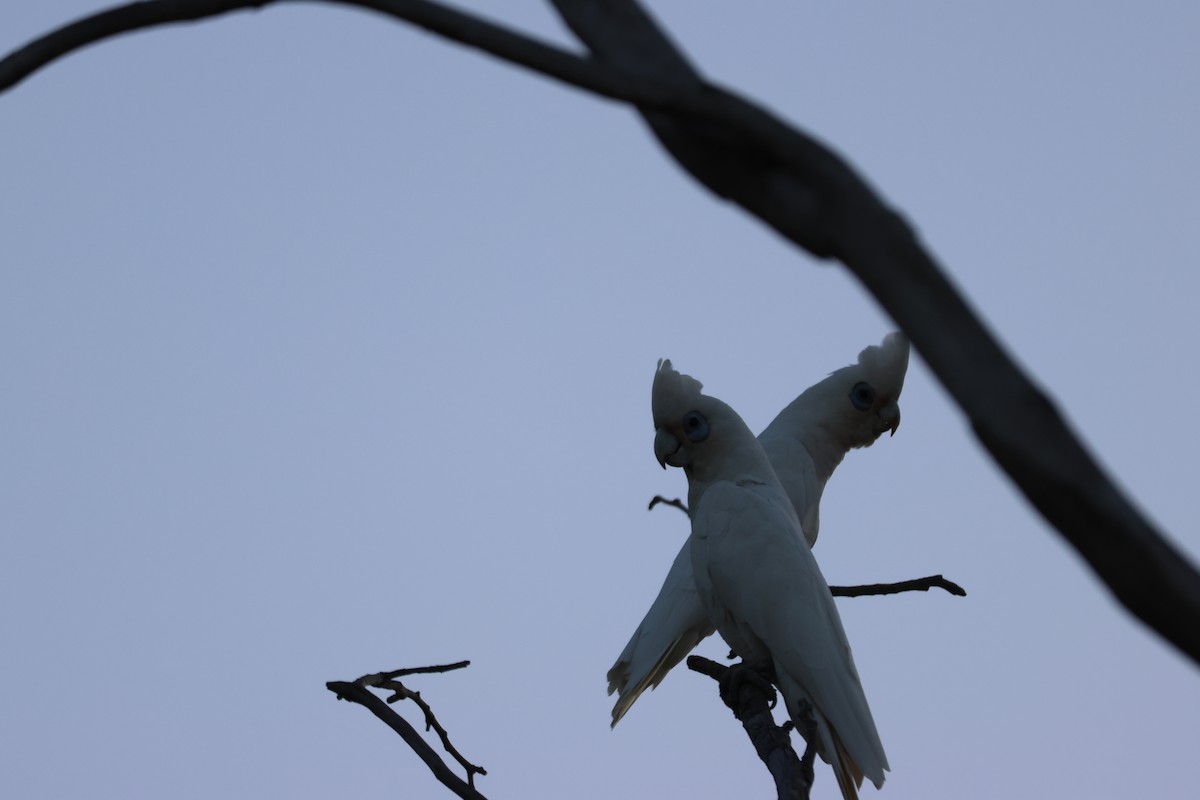Little Corella - ML647216619