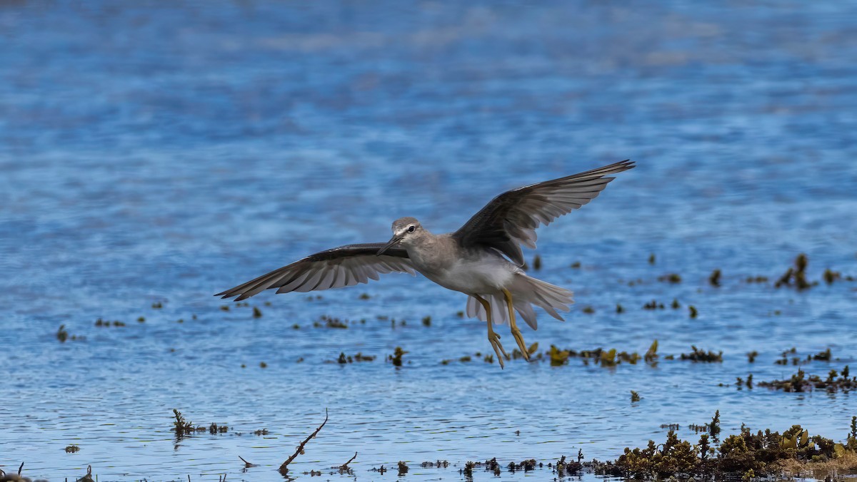 Chevalier de Sibérie - ML647216622