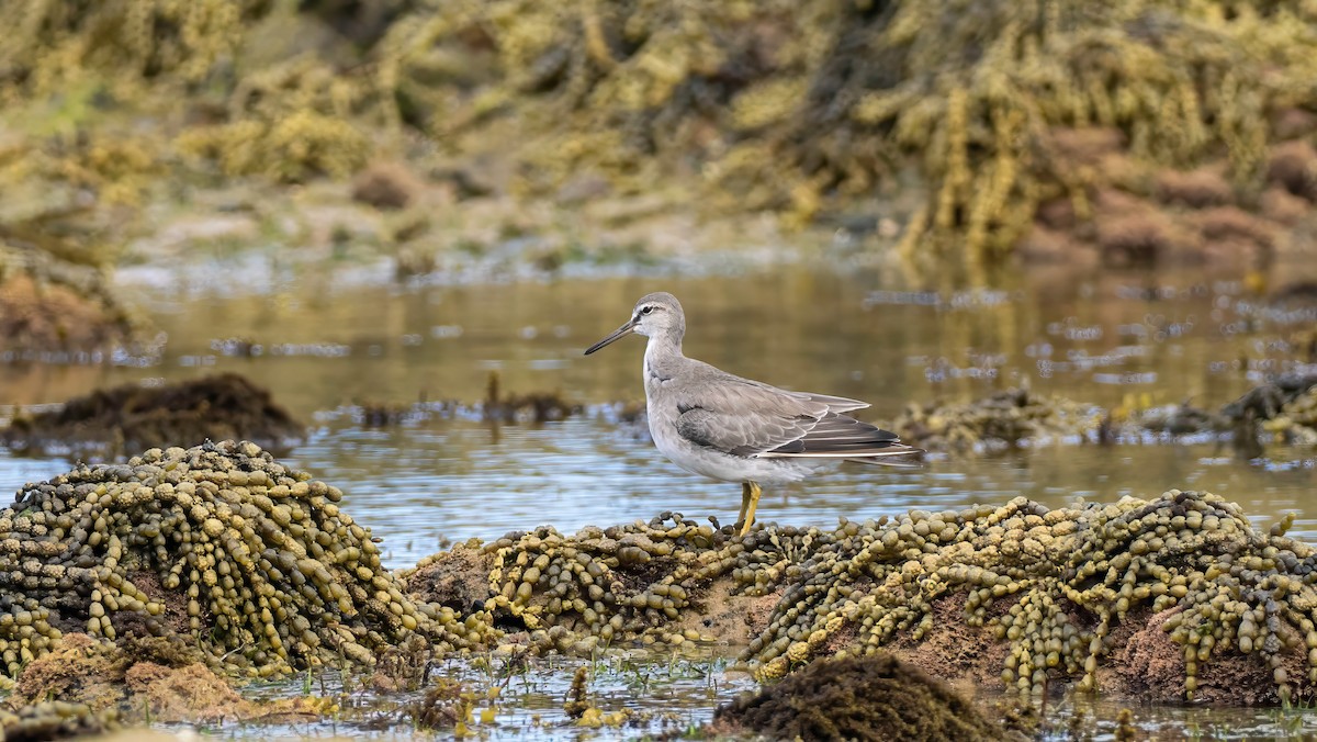 Chevalier de Sibérie - ML647216623
