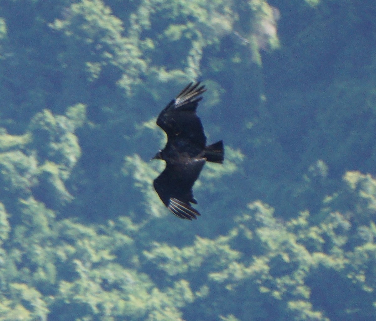 Чёрная катарта - ML647216624