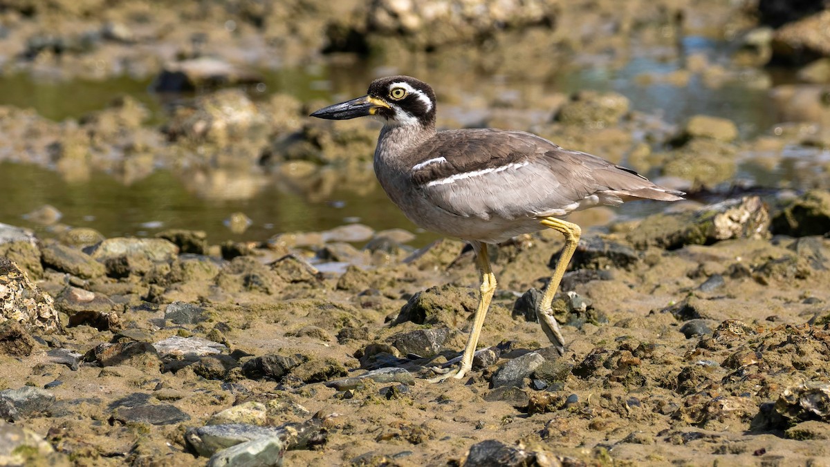 Beach Thick-knee - ML647216625