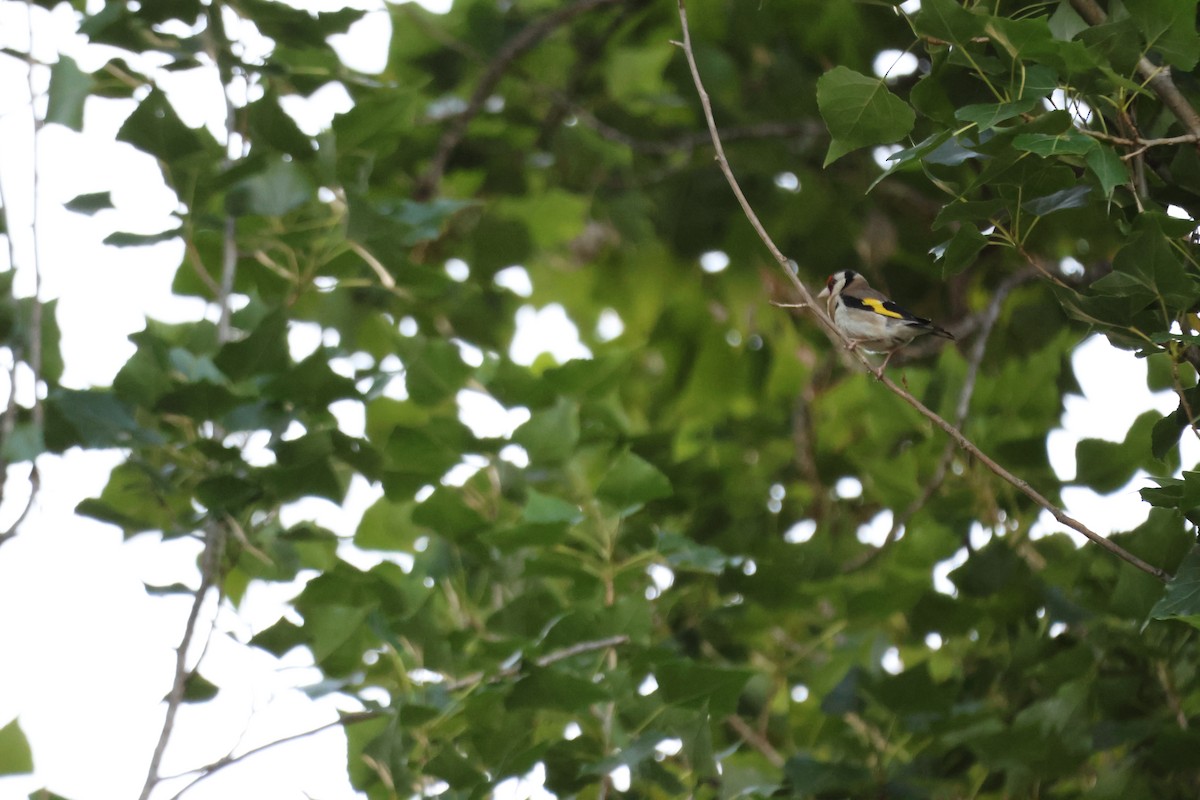 European Goldfinch - ML647216626