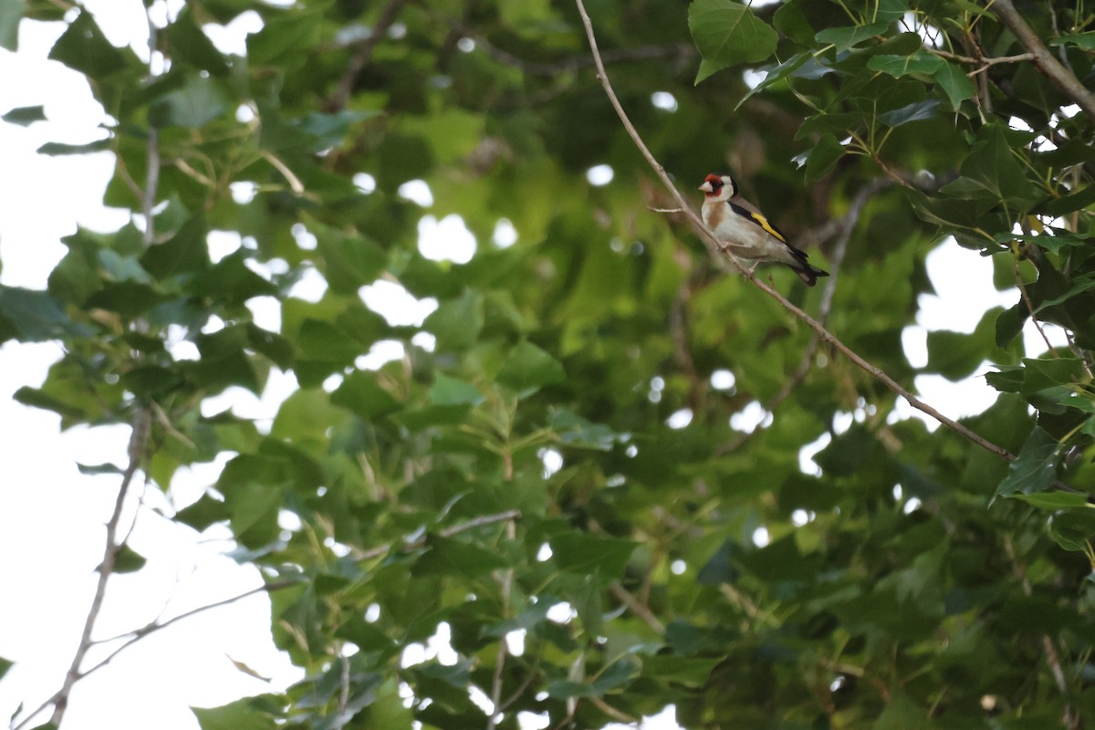 European Goldfinch - ML647216627