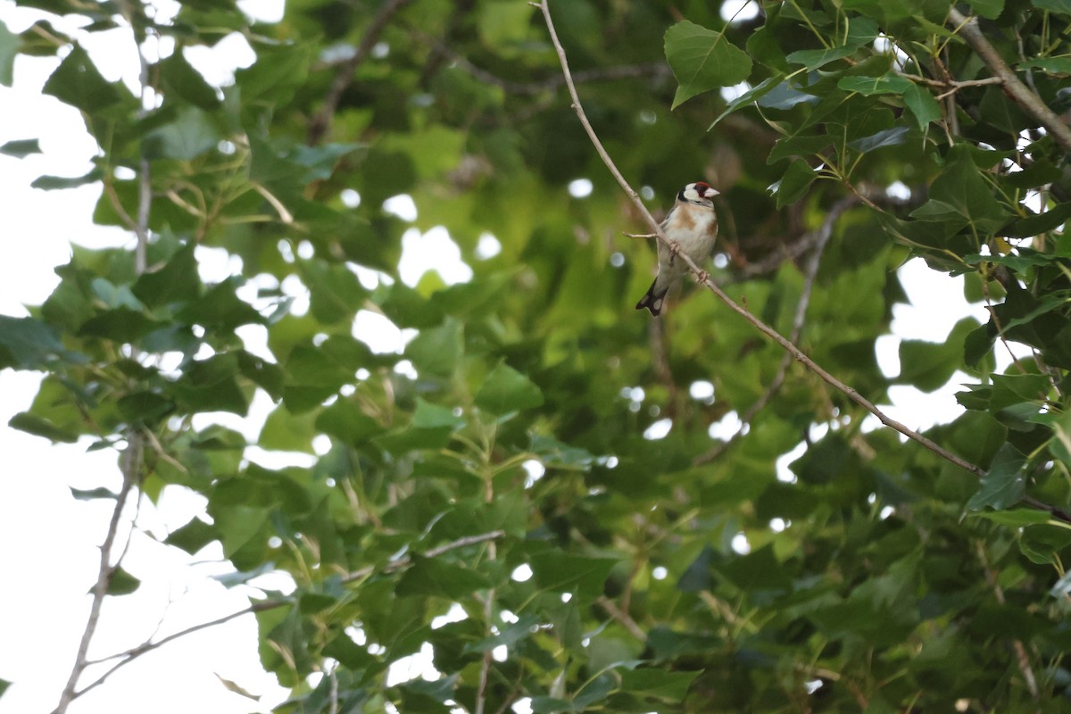 European Goldfinch - ML647216628