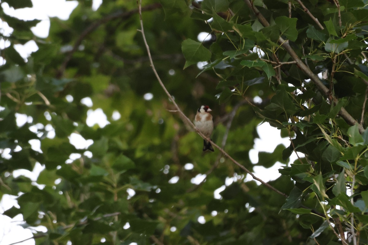 European Goldfinch - ML647216629
