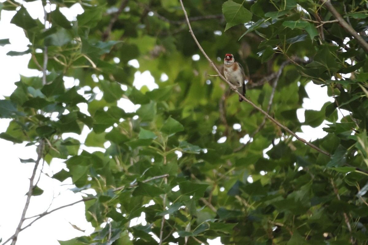 European Goldfinch - ML647216630