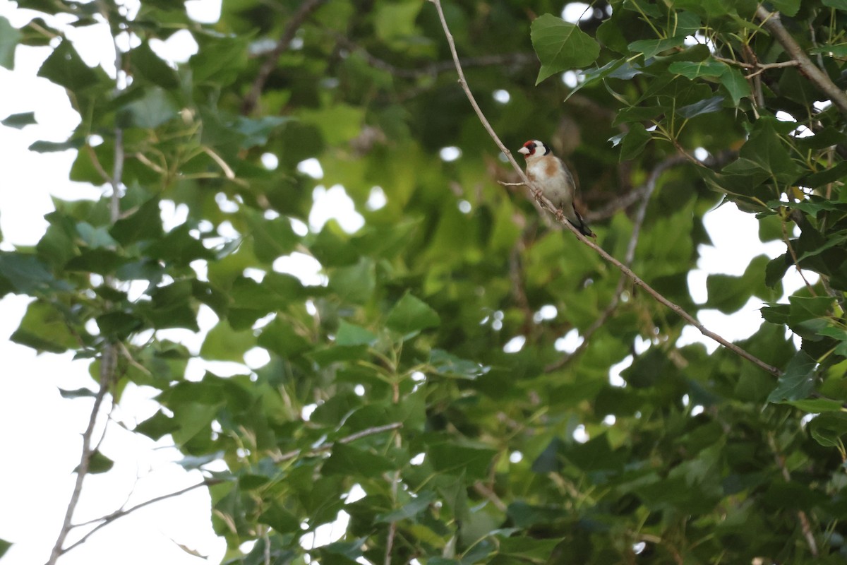 European Goldfinch - ML647216631