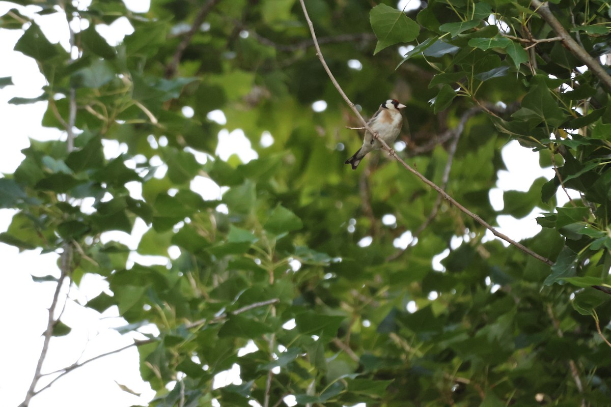 European Goldfinch - ML647216632