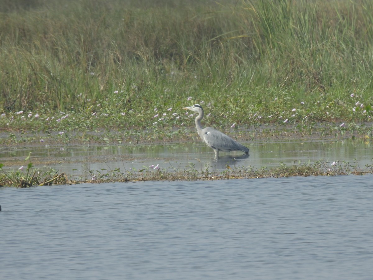 Gray Heron - ML647216641