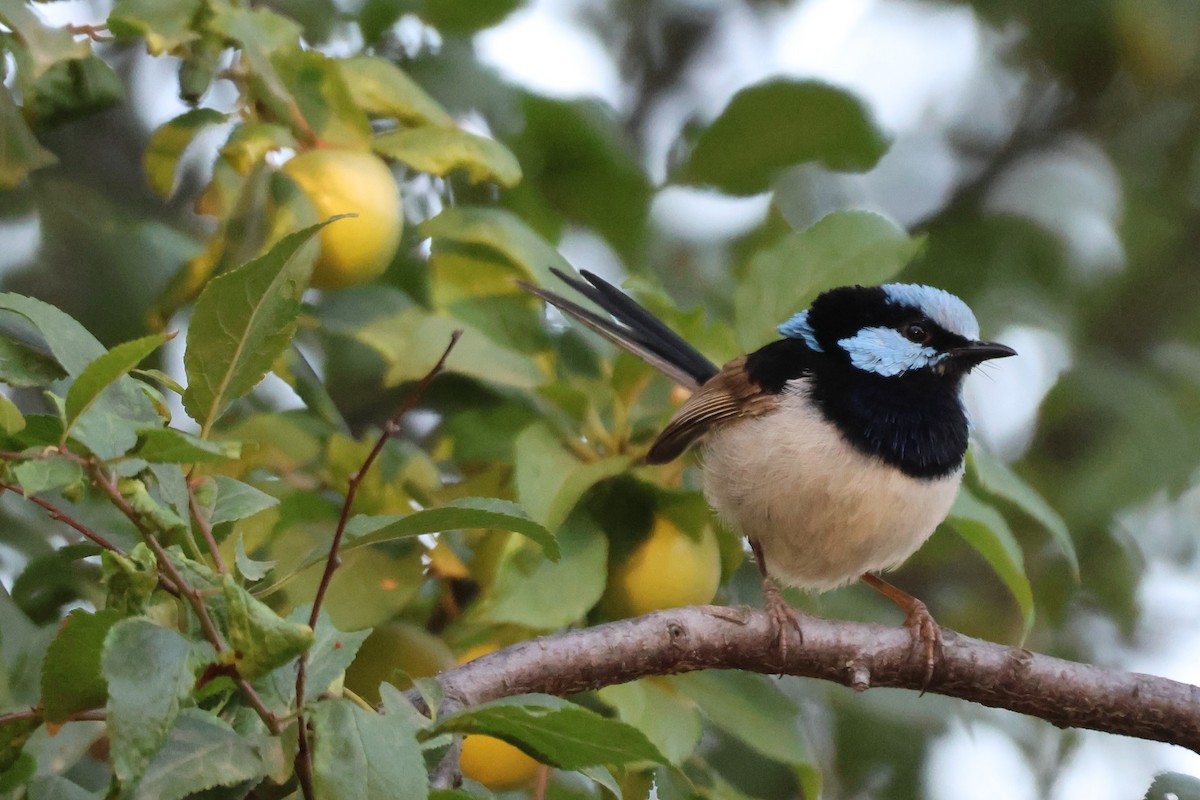 Superb Fairywren - ML647216643