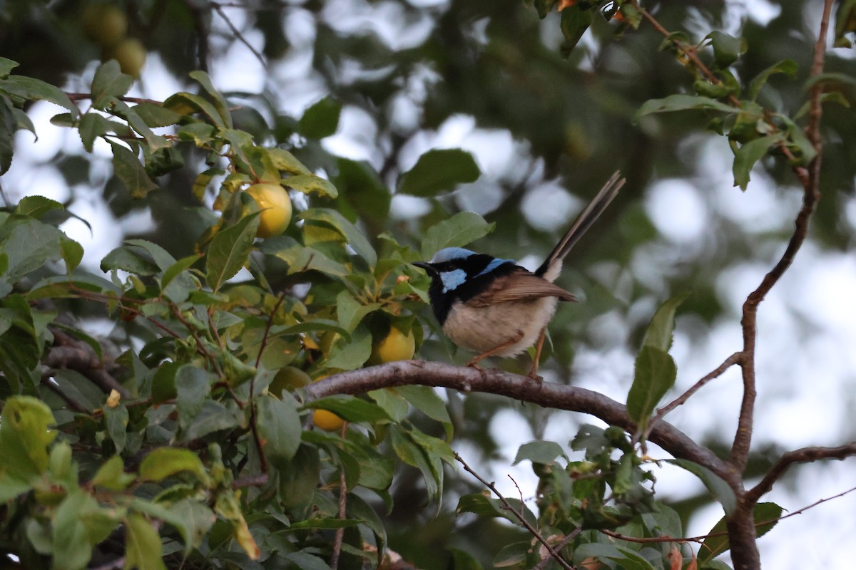Superb Fairywren - ML647216644
