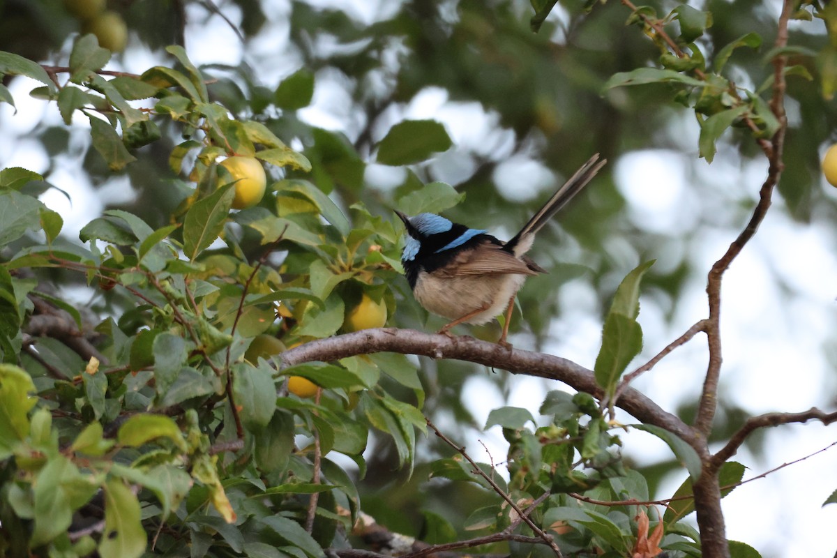 Superb Fairywren - ML647216645